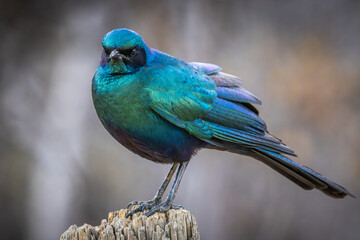 Obraz premium A Burchell's Starling (Lamprotornis australis) with iridescent feathers at Khama Rhino Reserve in Botswana