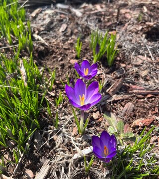 spring crocus flowers