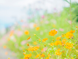 Obraz premium カラフルな花畑。秋の公園や花壇を彩るコスモス（キバナコスモス）のある風景。自然風景素材。