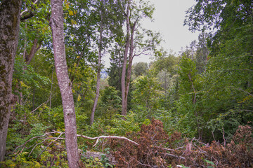 Fototapeta premium Lush Deciduous Forest with Tall Trees and Dense Undergrowth