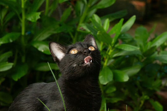 Funny adorable black cat with bright golden eyes looking up and sticking out tongue among green leaves