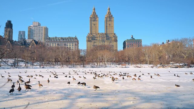 Canada geese resting on snow beneath the San Remo in Central Park. Birds stand and sit across the lake, with exposed shoreline rocks and bare trees in sunlight.
