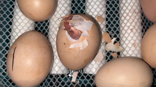 Cracked eggshell during hatching process inside home incubator close up view of newborn baby chicken breaking shell