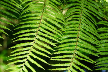 Fern 1  © Justin
