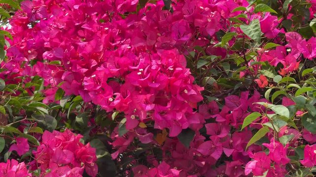 Vibrant pink bougainvillea flowers gently swaying in soft wind, tropical floral footage with lush green leaves under bright daylight