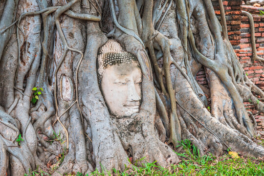 Buddha head entwined in tree roots at Wat Mahathat, Ayutthaya historical park, Thailand