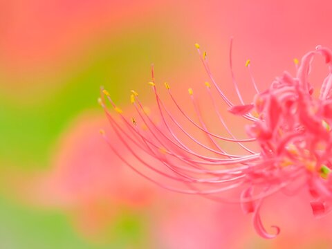 赤い花。群生の中で目立つ一輪。繊細なシベのクローズアップ。秋の公園や花壇を彩るヒガンバナのある風景。やわらかい背景。自然風景素材。