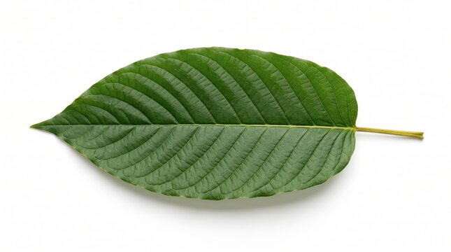 Single fresh green kratom leaf isolated