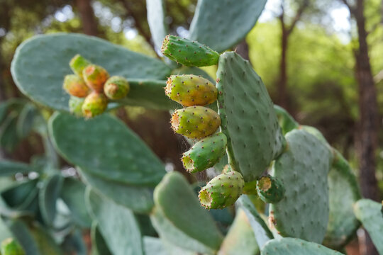 Prickly pear cactus closeup with green pads, sharp golden spines and with fruits in woodland forest. Lush opuntia plants in summer Italy in natural environment