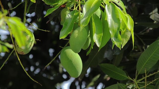 Green mangoes hanging on tree branch with vibrant leaves swaying gently in the wind for tropical fruit cultivation concept