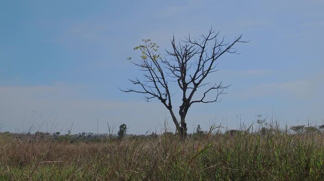Bare tree standing in meadow under blue sky with few green leaves for environmental conservation and serene landscape concepts