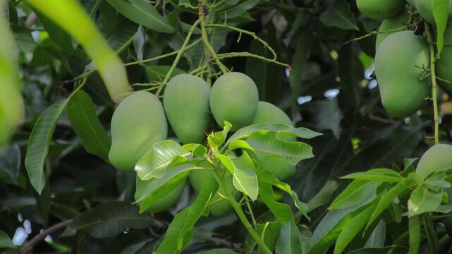 Green mangoes hanging on tree branch moving gently in breeze, natural fruit background, representing tropical harvest season and agricultural abundance