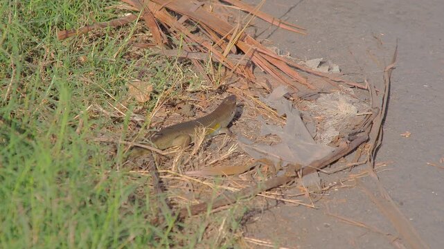 Monitor lizard foraging for food among dry leaves in natural light, displaying camouflage skills in its natural habitat, showcasing wildlife survival
