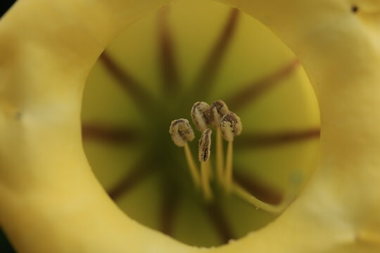 Close-up of a beautiful yellow Chalice Vine flower (Solandra grandiflora) with distinct brown stripes and prominent stamens.