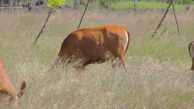Brown Cow Grazing in Meadow with Natural Light, Serene Pasture Scene with Lush Grass, Rural Landscape, Peaceful Farm Animals in Green Field, Outdoor Livestock