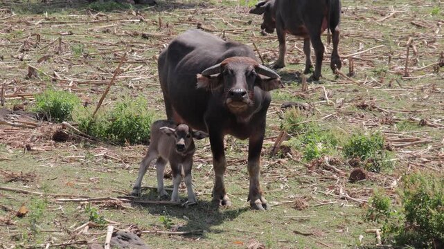 Water buffalo cow and calf in grassy field under natural light showing maternal bond and rural agriculture practices stock video