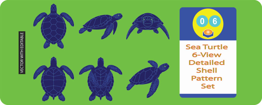 Sea turtle six view detailed shell pattern set with multiple perspectives ideal for wildlife studies and ocean conservation.