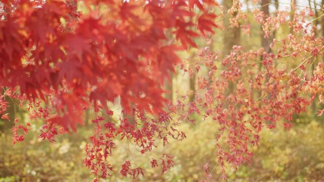 Blurred leaves flying in air. Windy autumn forest scene. Leaves twirling in windy blur. Forest wind shaking foliage. Autumn leaves gliding in motion. Wind-blown falling leaves.