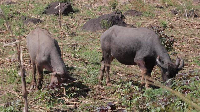 Two water buffalo grazing in a field with natural light, showcasing their behavior and rural scenery for agricultural and wildlife documentary use