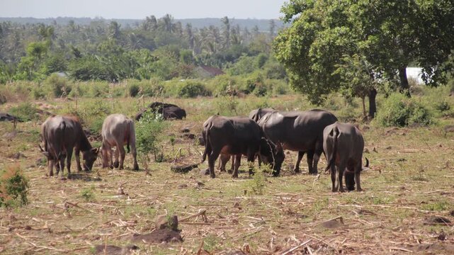 Herd of water buffalo grazing in a rural field with natural light, highlighting the serene beauty of wildlife and agricultural coexistence