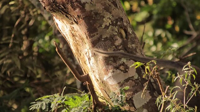 Monkey clinging to a tree in a lush forest with natural light, showcasing primate behavior and wildlife conservation efforts