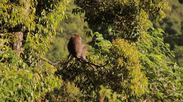 Cute monkey sitting on a tree branch bathed in natural light, observing its surroundings in a lush, green forest environment, perfect for animal and wildlife documentaries
