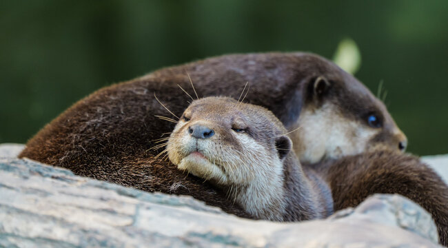 A little clawed otter comfortably sleeping on its companion