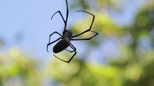 Golden Orb Weaver Spider dangling in the air with natural light, capturing its intricate web and presence in a serene outdoor setting