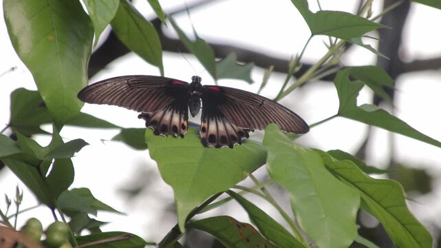 Swallowtail butterfly resting on vibrant green leaf in natural light, showcasing delicate wings and intricate patterns, for nature conservation concept