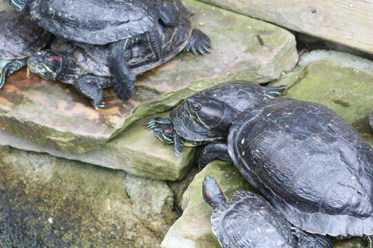 Two red eared slider turtles resting close together on mossy pond stones