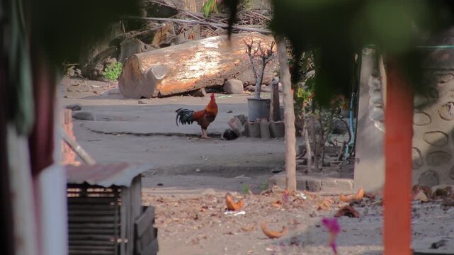 Chickens foraging for food in a rural area with natural light, showcasing backyard poultry farming in a rustic outdoor setting