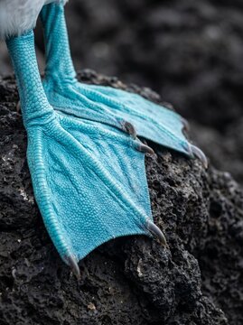 Macro Close Up Blue Footed Booby Feet Webbed Texture On Black Volcanic Rock