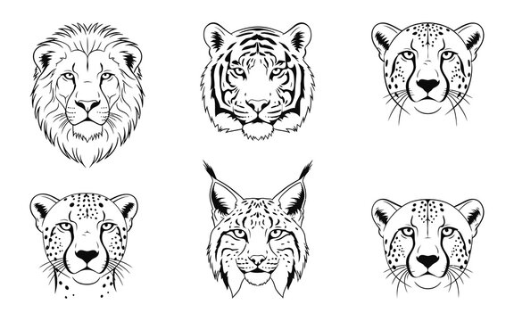 Set of wild animal face sketches including lion tiger and cheetah isolated on white background