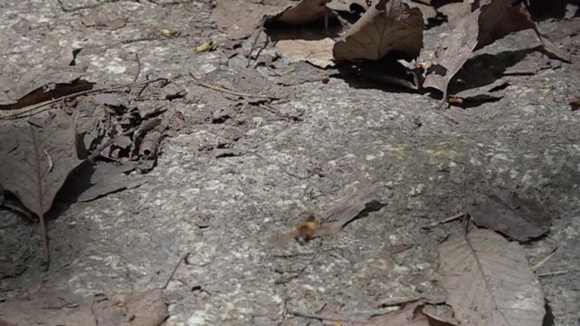 Super slow motion of horsefly taking off from ground
