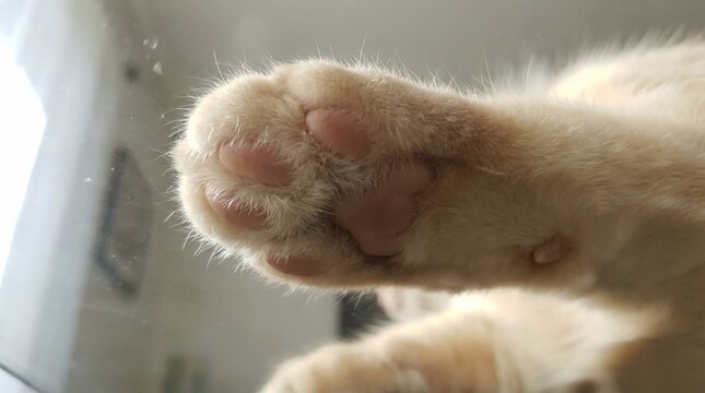 Close-up of a cat's paw with visible toe beans, taken from a low angle