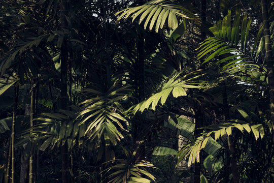 Dense fishtail palm foliage growing in a shaded tropical rainforest understory, with layered fronds, slender trunks and dappled sunlight creating a lush natural texture.