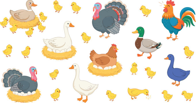 Cute cartoon farm birds vector illustration collection featuring chicken rooster turkey duck goose and baby chicks