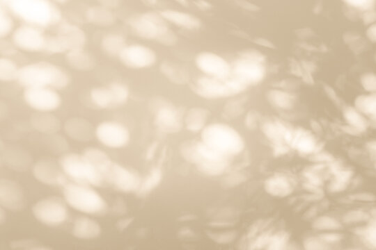 Wall interior autumn background, studio, and backdrops show products. with shadow leaf color beige background for text insertion and presentation of product	

