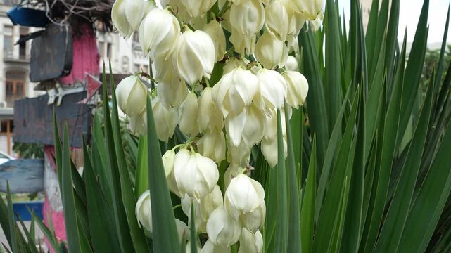 Blooming white yucca flowers swaying gently in the breeze near a residential building exterior