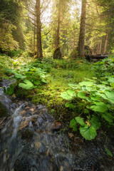 Fototapeta premium Stream of wilderness in alps