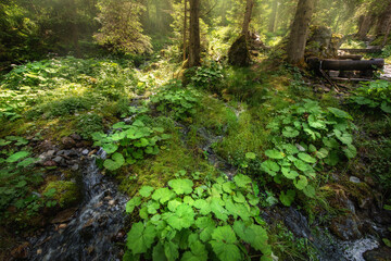 Fototapeta premium Stream of wilderness in alps