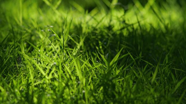 Close-Up of Sunlit Green Grass Blades with Dark Shadow Contrast