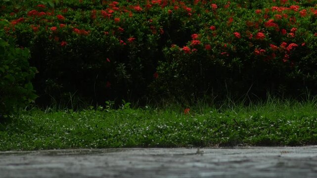 Blooming Orange Ixora Shrub in Tropical Garden During Rainfall
