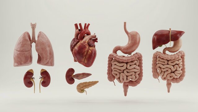 Human Organs Display, Anatomical Model Set, Medical Illustration, Science Education, Biological Study