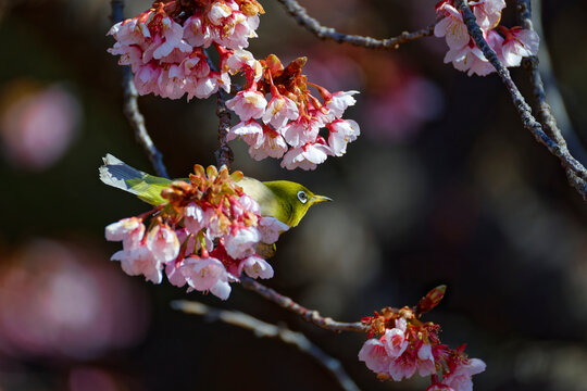 メジロと桜001