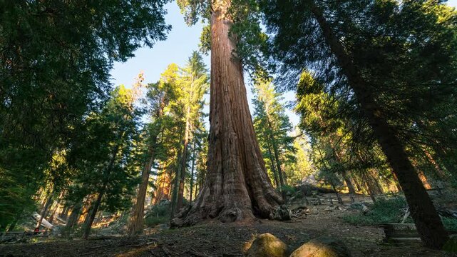 Timelapse tracking shot of General Sherman Tree at sunset in Sequoia National Park in California, USA