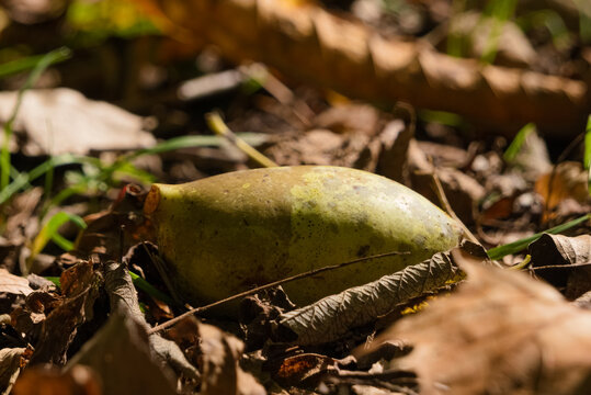 Pawpaw fruit ground level view, fall native foraging