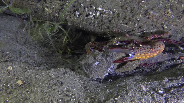 Large crab eats a devil scorpionfish during a night dive.