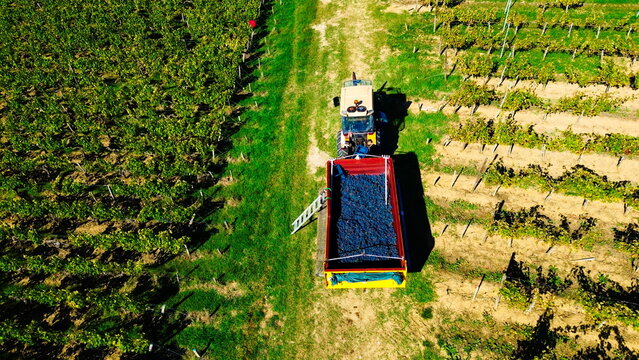 droneshot of tractor full of red grapes on a trail next to the vineyard during harvest in the French vineyard, Bordeaux, Gironde