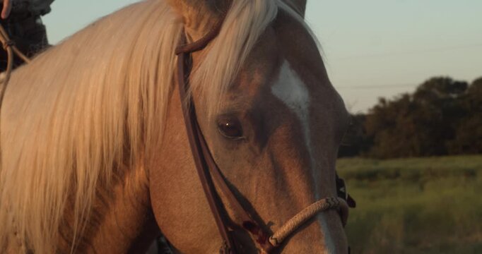Palomino horse stands calmly in warm sunset light, with bridle and saddle visible against a soft rural backdrop.